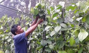 Untuk implementasinya, anda perlu membeli kacang polong dalam kemasan lada hitam di toko dan menanamnya yang terbesar di tanah yang terbuat dari. Cara Pemangkasan Tanaman Lada Supaya Berbuah Lebat