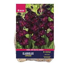 Image result for Gladiolus pretoriensis