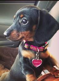Dachshund Puppy Note That I Like The Collar And Matching Tag Dachshund Dachshund Puppies Dachshund Love Dachshund
