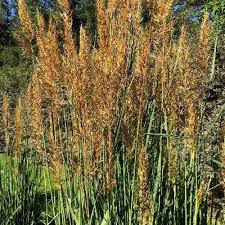 Image result for Sorghastrum stipoides