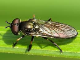 Image result for Exochaenium platypterum