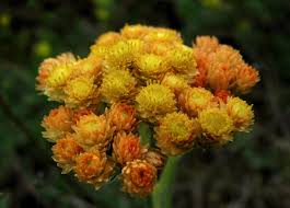 Image result for Helichrysum stenopterum