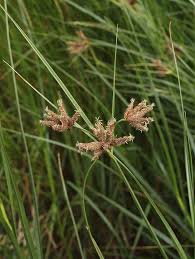 Image result for Bolboschoenus glaucus