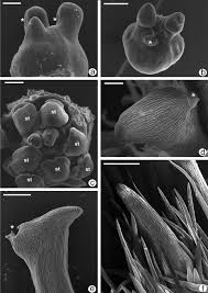 Image result for Flabellariopsis acuminata