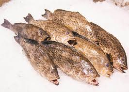 Ikan kerapu merupakan salah satu jenis ikan yang mendiami laut dangkal, lut dalam bahkan muara sungai. Ikan Lolong Mata Besar