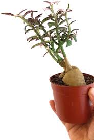 Image result for Monadenium pedunculatum