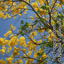 Image result for Handroanthus chrysotrichus