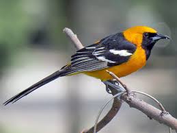 Birds That Look Like Orioles Hooded Oriole Ebird In 2020 Orioles Ornithology Backyard Birds
