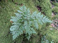 Image result for Davalliaceae