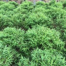 Image result for Pogonatherum paniceum