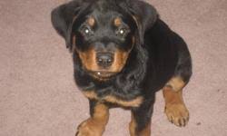 8 week female rottie pup ready for her new home. 5 Purebred Female Rottweiler Puppies For Sale For Sale In Libau Manitoba Your Pet For Sale