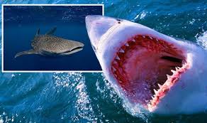 Comme le rappelle getaway, l'éléphant de mer du sud est la plus grande espèce de phoque au monde, où un mâle peut peser jusqu'à 3,7 tonnes. Shark News Les Scientifiques Nomment Une Bete Absolument Enorme Plus Grosse Que Le Grand Requin Blanc Science Nouvelles Fr24 News France