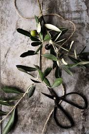 Pin By Less Is More Liger On Leaves Olive Oil Olive Olive Gardens