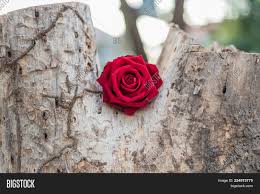 Check spelling or type a new query. Red Rose Flower On Image Photo Free Trial Bigstock