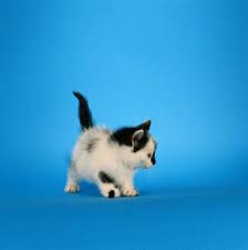 Many female kittens actually will have their first heats as young as 4 months. How Early Can A Kitten Be Spayed