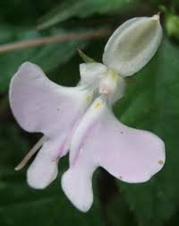 Image result for Impatiens bequaertii