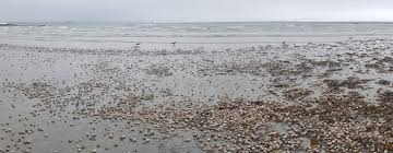 Check spelling or type a new query. Hundreds Of Sea Potatoes Cover Penzance Beach Bbc News