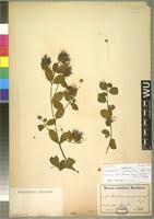 Image result for Combretum cinereopetalum