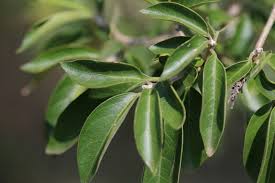 Image result for Volkameria glabra