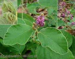 Image result for Polhillides velutina