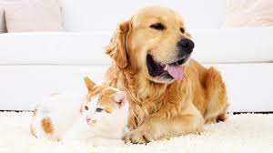 We're doing things a little differently for you, so visit our sunshine state pages. What Does Pet Insurance Cover Forbes Advisor
