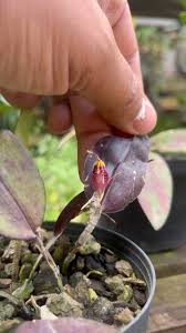 Image result for Angraecopsis gracillima