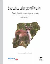 Image result for Rhytachne subgibbosa