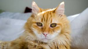 To euthanize a pet is not an easy process. Euthanizing A Cat Putting Your Cat To Sleep