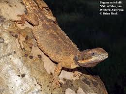 Image result for Pogonarthria