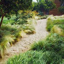 Barefoot In The Sand A 6 Inch Deep Ribbon Of Fluffy Pink Sand Meanders Through Beachy Grasses Including Sesleria And M Gartenweg Garten Garten Landschaftsbau