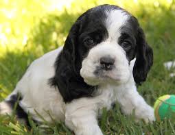 Black And White Spaniel Joanna And Steveo S Puppies 4 To 9 Weeks Old American Cocker Spaniel Spaniel Puppies Cocker Spaniel Puppies