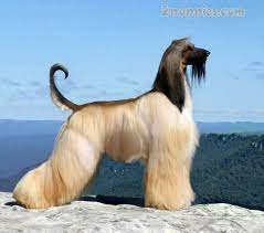 These elegant, large breed dogs are known for their thick, silky, flowing coat of long hair. Large Long Haired Dog Breeds 2puppies Com Hound Dog Breeds Afghan Hound Fluffy Dog Breeds
