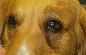 Although cataracts are the first culprit for dogs' cloudy eyes, there are other causes. Pannus In Dogs Greeley Cataracts In Dogs Colorado Dog Cataracts Animal Eye Center