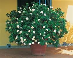 Image result for Gardenia cornuta