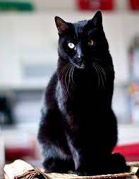 Black White Black American Shorthair Cat Handsome Black American Short Haired Cat Omaha American Shorthair Cat Black American Shorthair American Shorthair