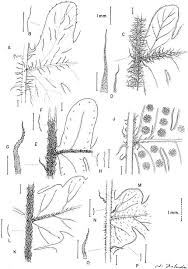 Image result for Megalastrum lanuginosum