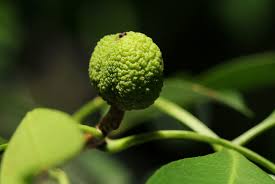 Image result for Vepris