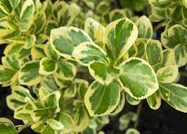 Its relatively fine texture sets it apart from other landscape plants with less refined foliage. Euonymus Chollipo Tree Top Nursery Landscape Inc