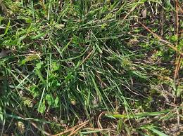 Image result for Tristachya