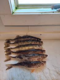 Lake of the Woods Fishing