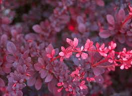 Image result for Berberis thunbergii