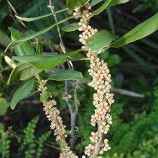 Image result for Myrsine