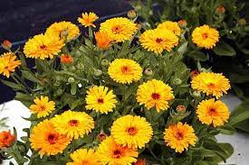 Pot Marigold Calendula Officinalis Organically Grown Flower Seeds Floral Encounters Flower Seeds Calendula Easy Plants