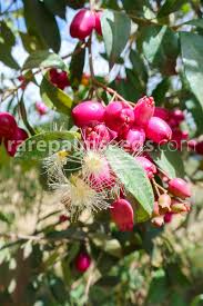 Image result for Syzygium