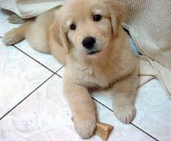 Akc Registered Golden Retriever Puppies Phoenix Us En Oc2o
