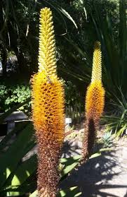 Image result for Aloe spicata