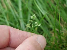 Image result for Poa annua