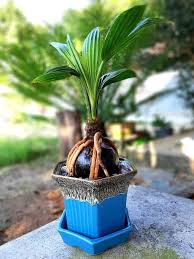 Cara merawat bonsai kelapa ini tergolong mudah, lho. Coconut Bonsi Phuket Pohon Bonsai Ide Berkebun Tanaman