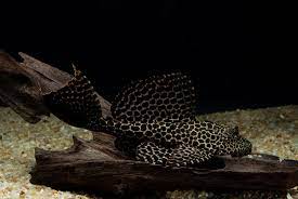 Sailfin pleco minimum tank size. Sailfin Pleco Fish Laboratory Aquatics