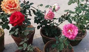 Maybe you would like to learn more about one of these? Cara Menanam Bunga Mawar Dari Stek Batang Lengkap Dan Mudah